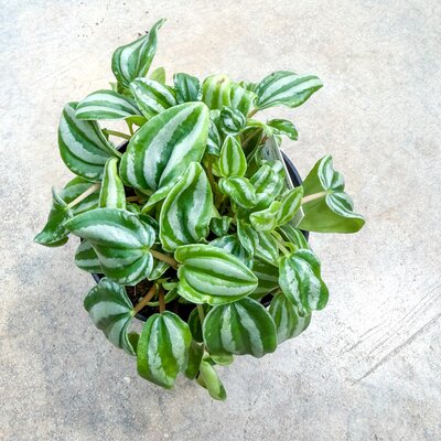 Peperomia Watermelon