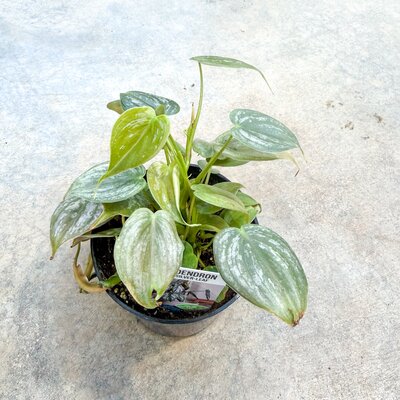 4" Philodendron Brandtianum - image 2