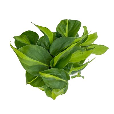 Philodendron Brasil