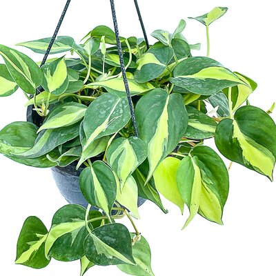 Philodendron Brazil Hanging Basket