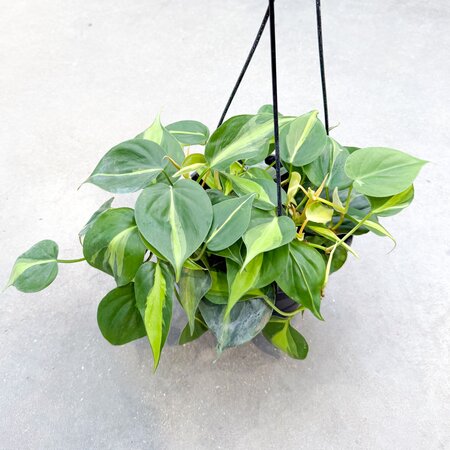 8" Philodendron Brazil Hanging Basket