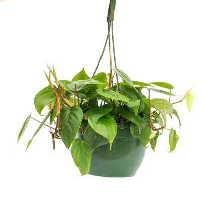 Philodendron Cordatum