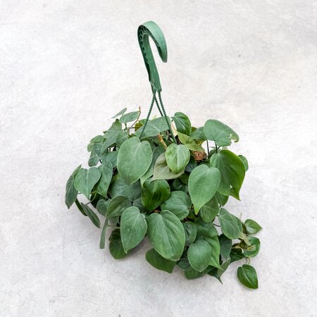 8" Philodendron Cordatum Hanging Basket