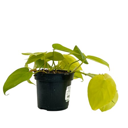 Philodendron Cordatum Lemon Lime