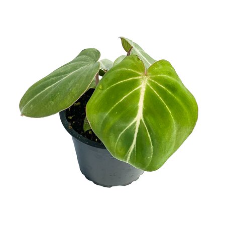 Philodendron Gloriosum Dark Form