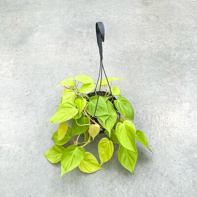 Philodendron Cordatum Lemon Lime HB