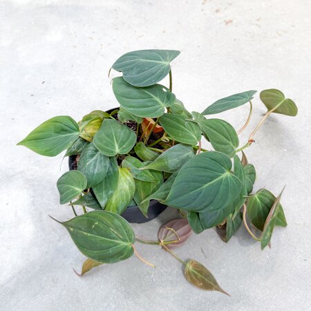 6" Philodendron Micans