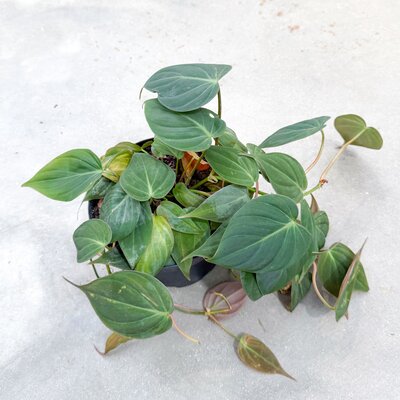 6" Philodendron Micans