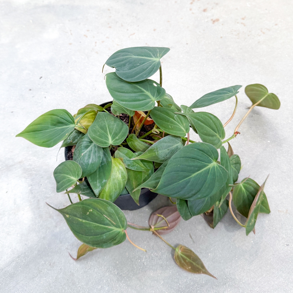 6" Philodendron Micans - Lacoste Garden Centre webshop | Winnipeg