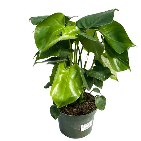 Monstera
