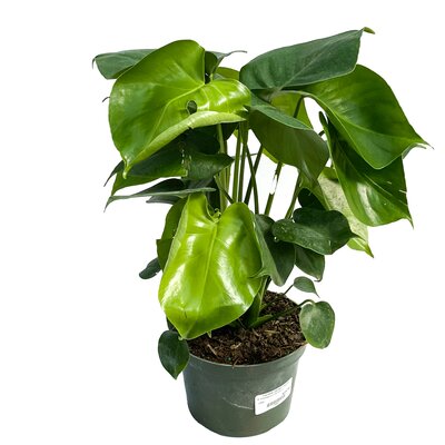 Monstera
