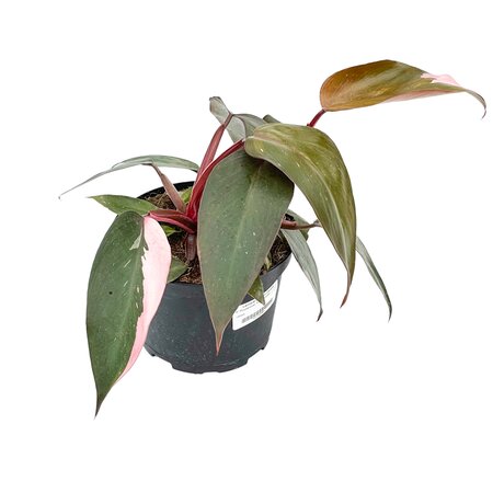 6" Philodendron Pink Princess