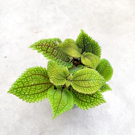 Pilea Moon Valley