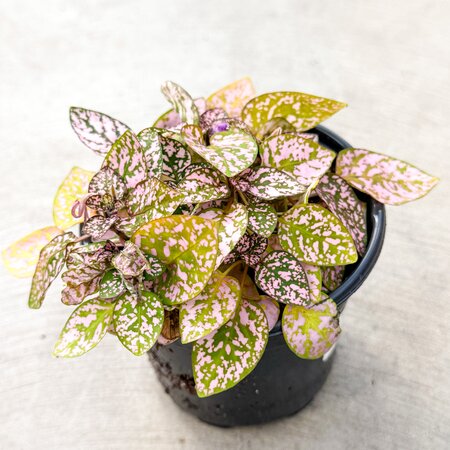 Polka Dot Plant