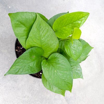 6" Pothos Jade Jewel