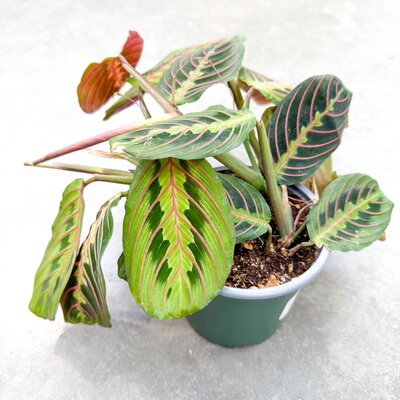 Prayer Plant Red
