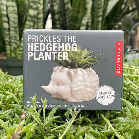 Prickles The Hedgehog Pot