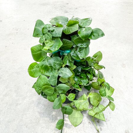 Rhaphidophora Korthalsii