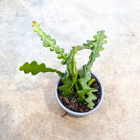 4" Rik Rak Fisbone Cactus