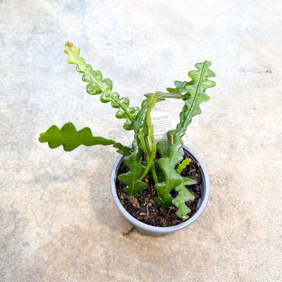 Rik Rak Fisbone Cactus