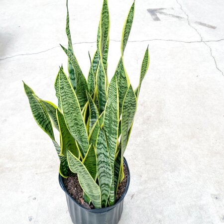 Sansevieria Laurentii - image 1