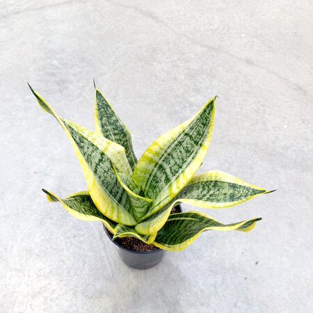 6" Sansevieria Laurentii Superba