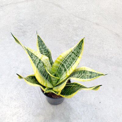6" Sansevieria Laurentii Superba