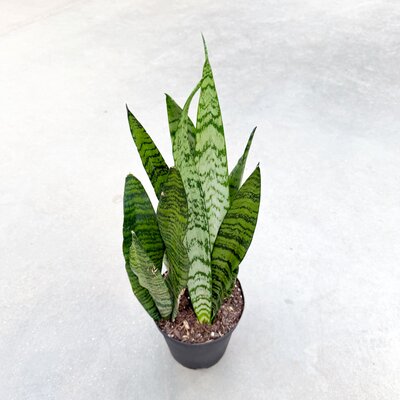 6" Sansevieria Zeylanica