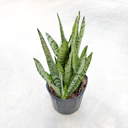 10" Sansevieria Zeylanica
