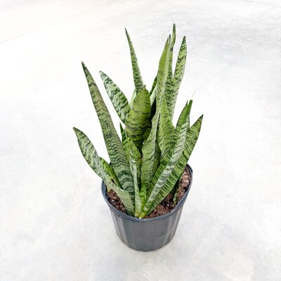 10" Sansevieria Zeylanica