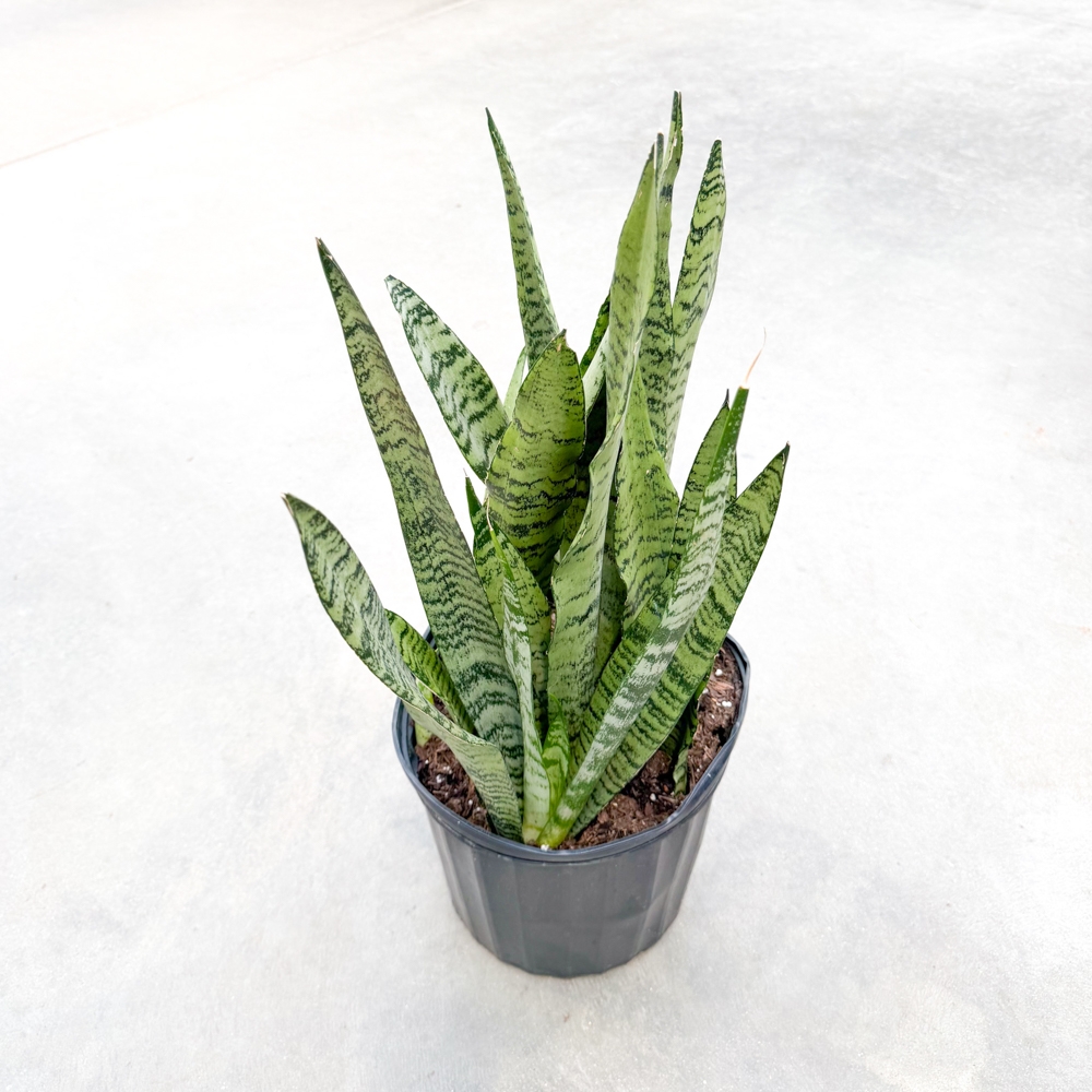 洋書 the splendid sansevieria 10