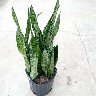 Sansevieria Zeylanica