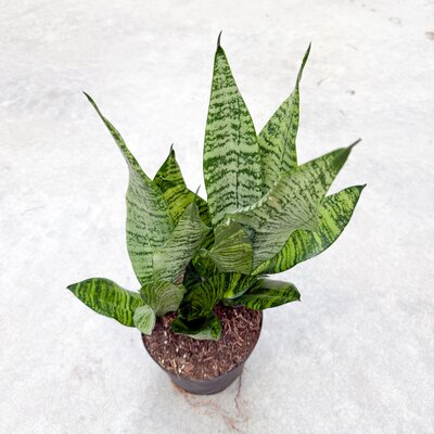 6" Sansevieria Zeylanica Superba