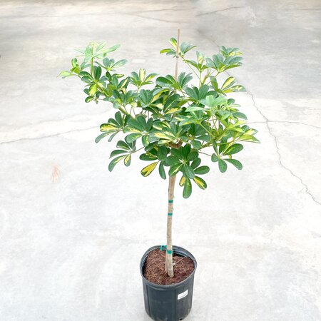 Schefflera Gold Capella Standard