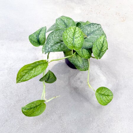 6" Scindapsus Silver Satin