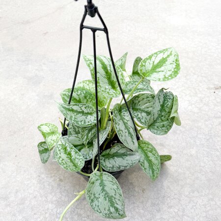 8" Scindapsus Silver Satin