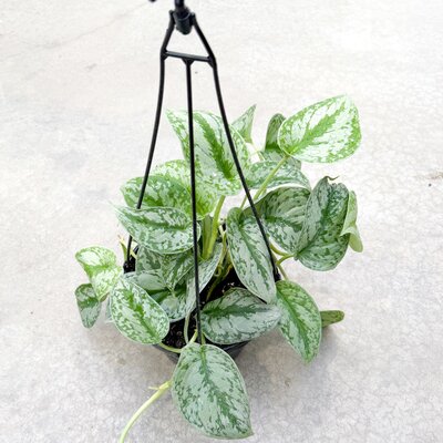 8" Scindapsus Silver Satin