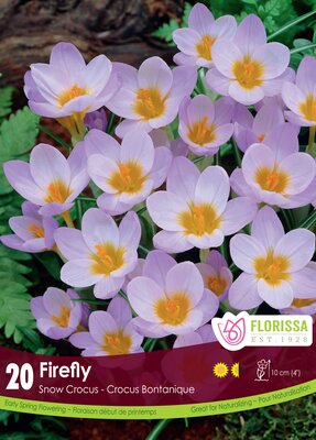 Snow Crocus Firefly