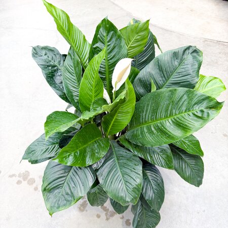 10" Spathiphyllum