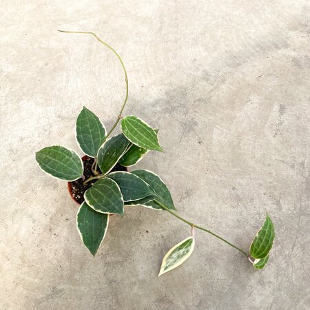 Hoya Macrophylla