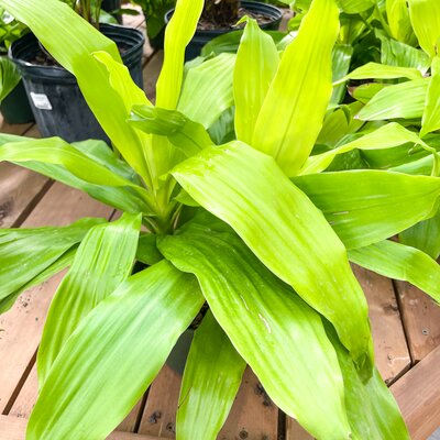 Dracaena Limelight