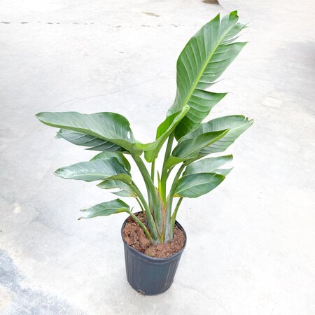 10" Strelitzia White Bird of Paradise