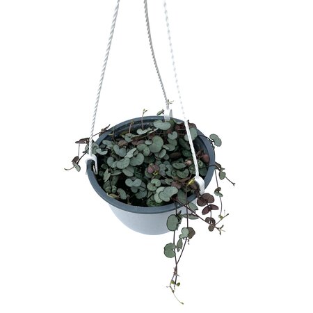 String of Hearts Pink Var