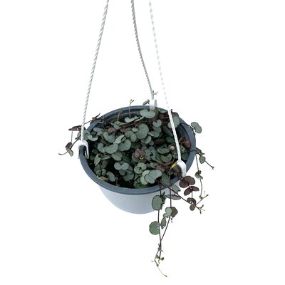 String of Hearts Pink Var