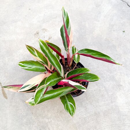 6" Stromanthe Triostar