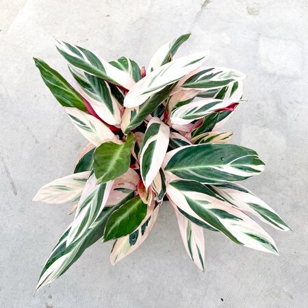 10" Stromanthe Triostar