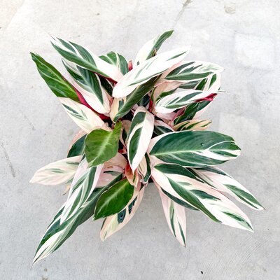 10" Stromanthe Triostar