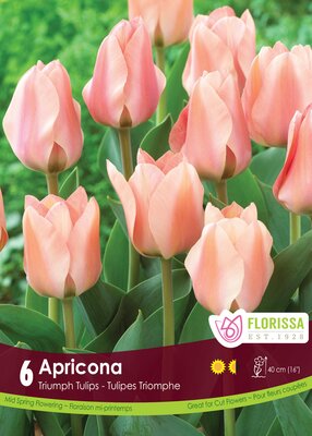 Tulip Apricona