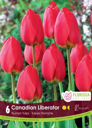 Tulip Canadian Liberator