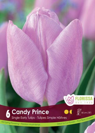 Tulip Candy Prince